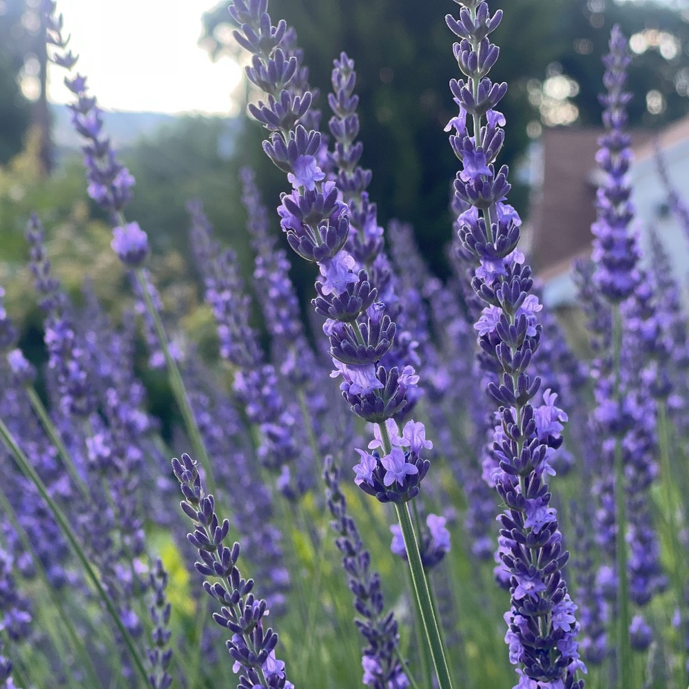 Meet your Posher, Carmen